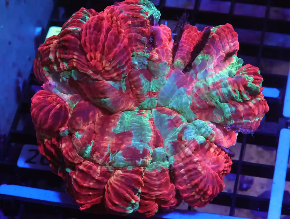 K26 – MALAYSIAN RED TIDE ACANTHOPHYLLIA - Saltwater