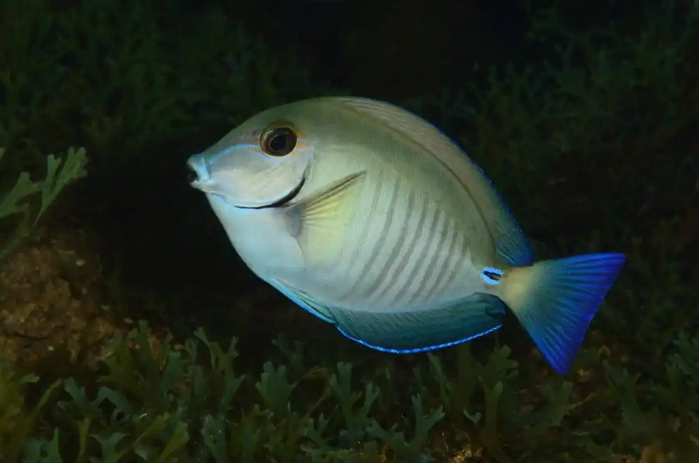 Doctorfish Tang Atlantic Acanthurus chirurgus