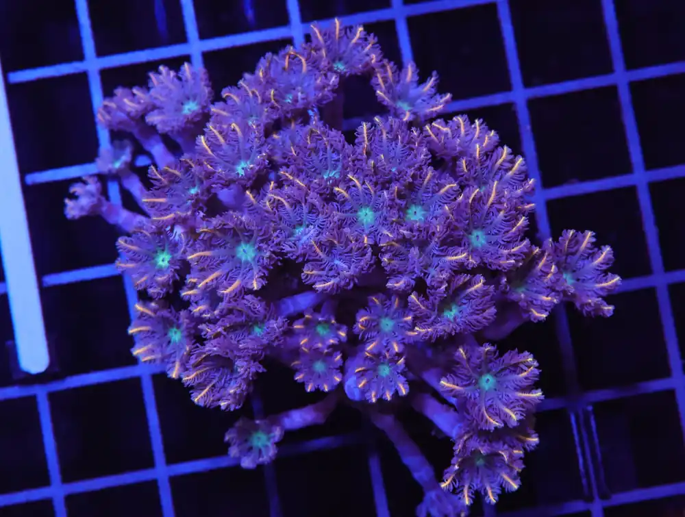 H95 – INDO GLOVE POLYP FIREWORKS - Saltwater