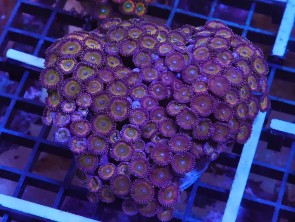 X91 – INDO CANDY APPLE ZOA - Saltwater