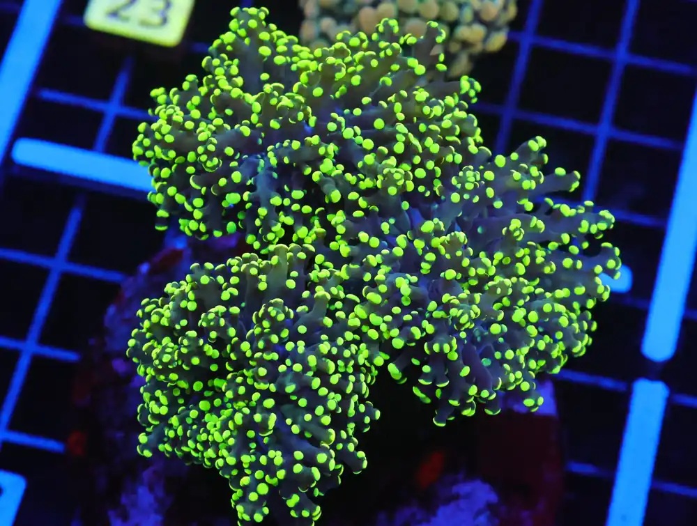 D18 – INDO FROGSPAWN BRANCH GAMMA RAY 3 HEAD - Saltwater