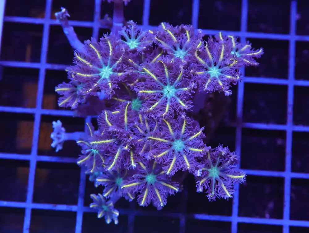 H108 – INDO GLOVE POLYP FIREWORKS - Saltwater