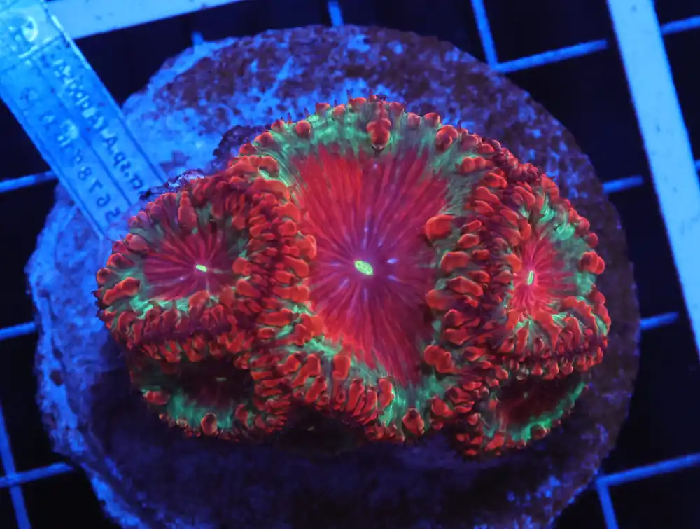 H02 – INDO CHRISTMAS TIME BLASTO - Saltwater