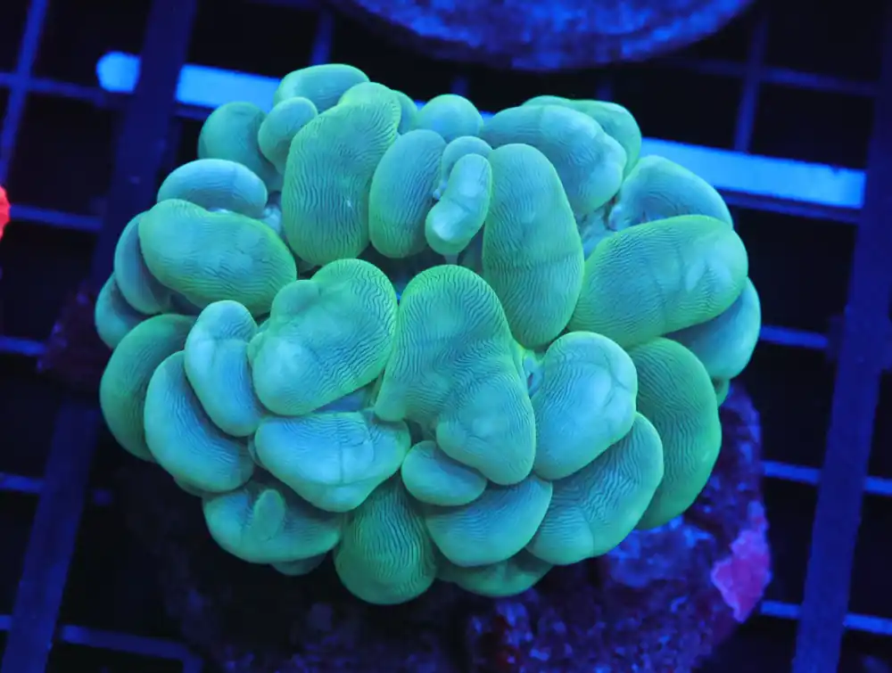 B126 – INDO METALLIC BUBBLE CORAL - Furnace B : Amazing variety of awesome corals every week!