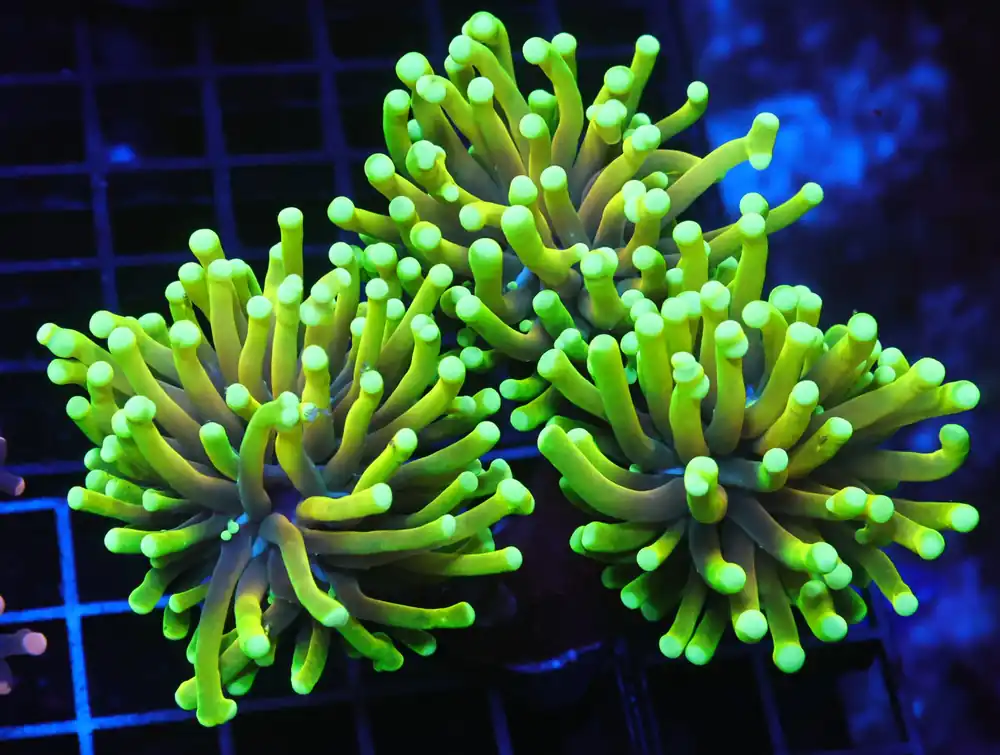 D115 – INDO TORCH HELLFIRE 3 HEAD - Saltwater