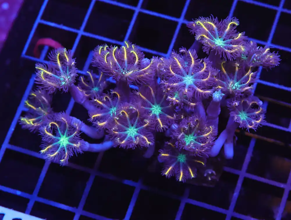 H111 – INDO GLOVE POLYP FIREWORKS - Saltwater