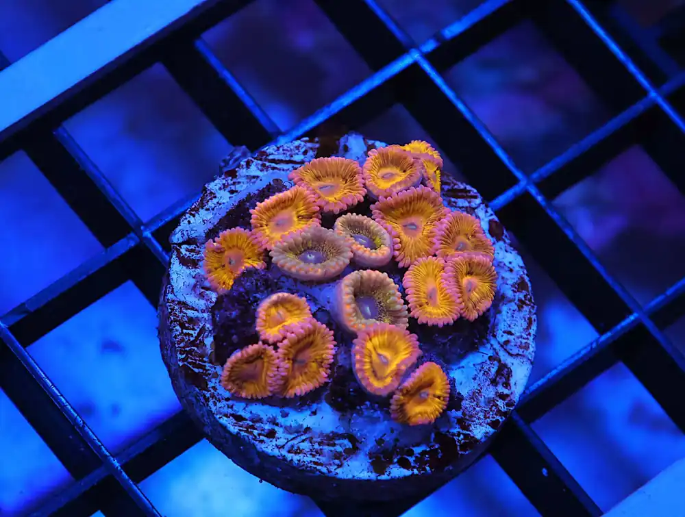 K10 – INDO ORANGE CENTER PECTINIA - Saltwater