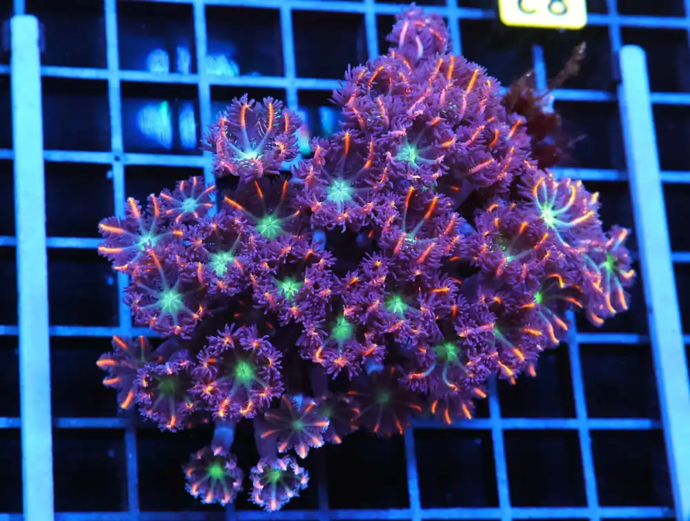 J82 – INDO TORCH GREEN VARIANT 2 HEAD - Saltwater