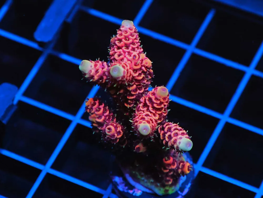 C146 – WWC SUNKIST BOUNCE RHODACTIS - Saltwater