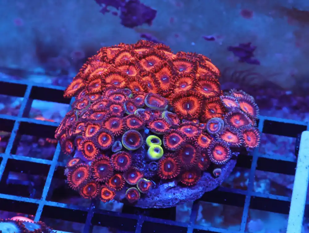 X136 – INDO RED DEVIL ZOA - Saltwater