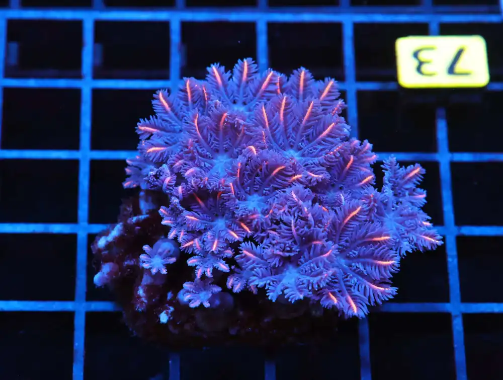 J73 – INDO FROGSPAWN BRANCH GAMMA RAY 5 HEAD - Saltwater