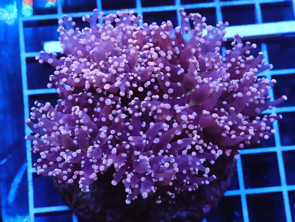 J45 – INDO FROGSPAWN BRANCH PEACH 4 HEAD - Saltwater