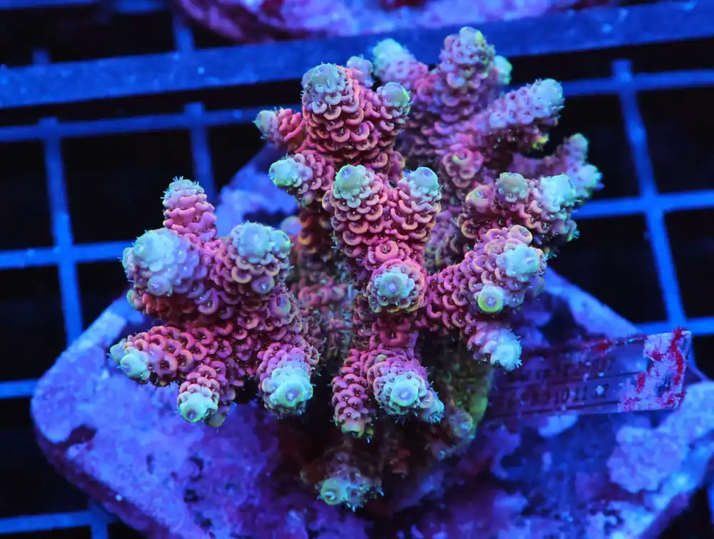 E62 – INDO ACRO RASPBERRY MILLE CULTURED - Saltwater