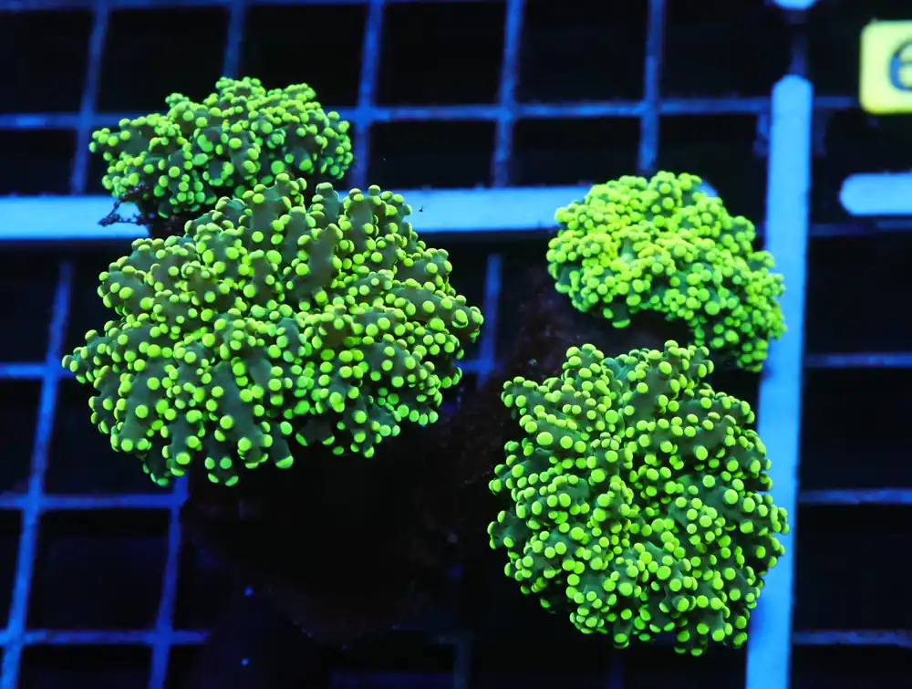 J62 – INDO FROGSPAWN BRANCH GAMMA RAY 4 HEAD - Saltwater
