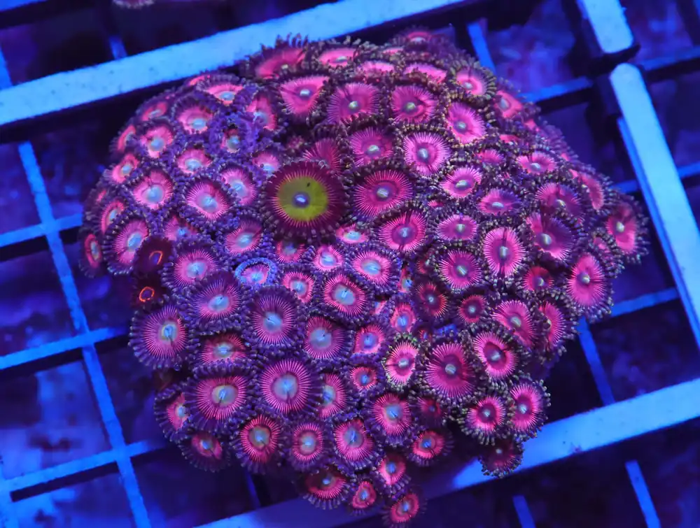 X79 – INDO PINK PASSION ZOA - Saltwater