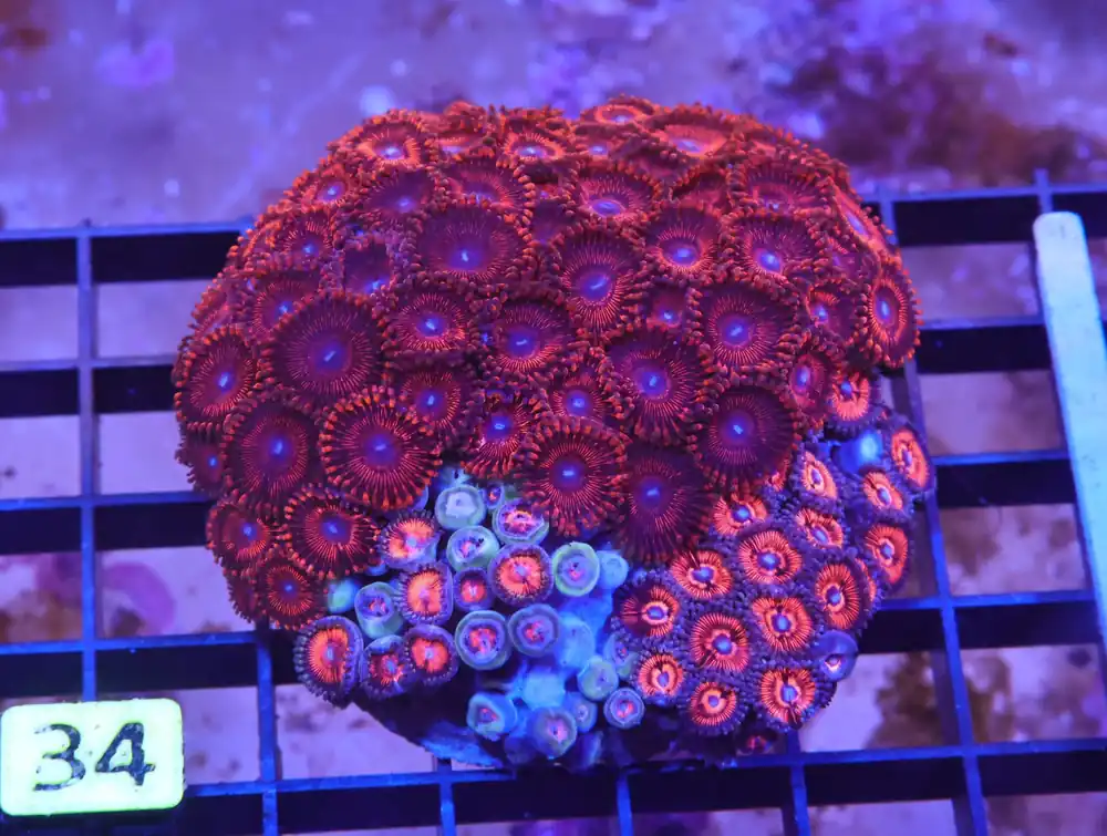 X34 – INDO DEVILS ARMOR ZOA - Saltwater