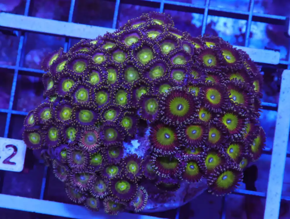 X42 – INDO GREEN APPLE ZOA - Saltwater