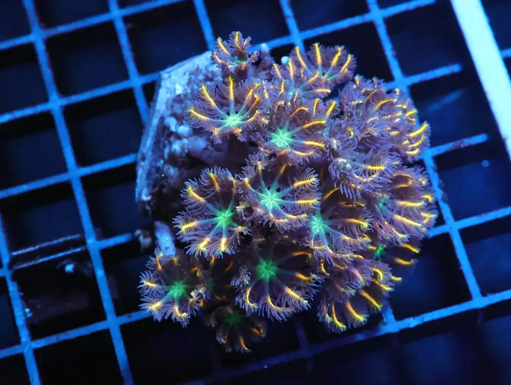 J55 – INDO GLOVE POLYP FIREWORKS - Saltwater