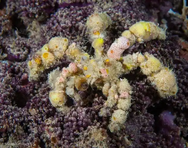 Decorator Spider Crab – Camposcia retusa - Invertebrates