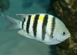 Sergeant Major Damsel Abudefduf saxatilis - Fish