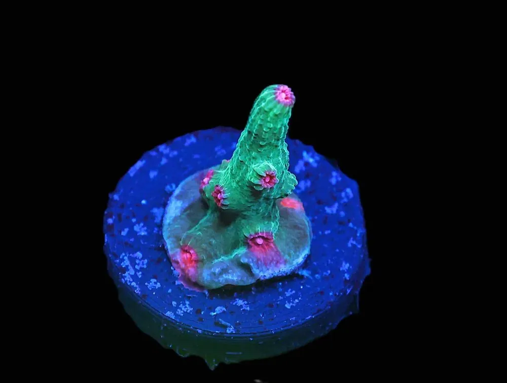 SDC Pink WInk Branching Cyphastrea; Cultured – Cyphastrea sp - Corals