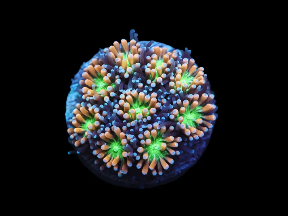 SDC Green Eyed Beauty Galaxea; Cultured – Galaxea sp - Corals