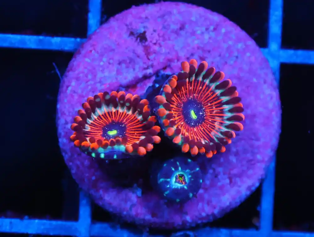 C99 – SDC SEDUCTION ZOA/PALY - Saltwater