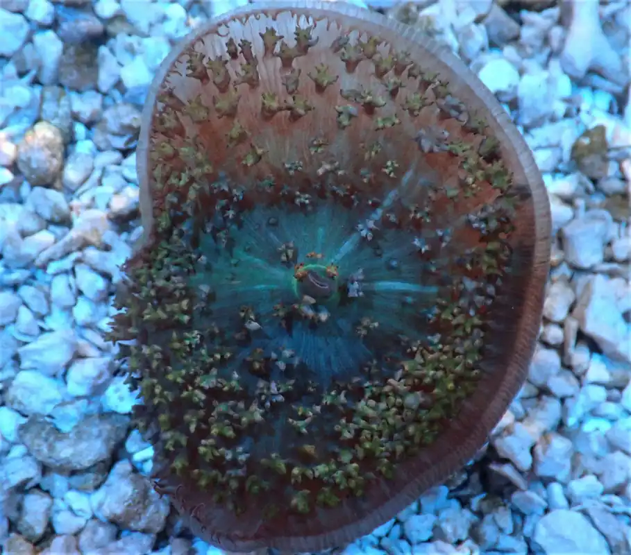 St Thomas Mushroom; (single polyp) – Rhodactis sanctithomae - Corals