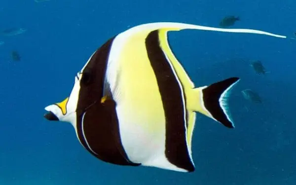 Moorish Idol – Zanclus canescens - Fish