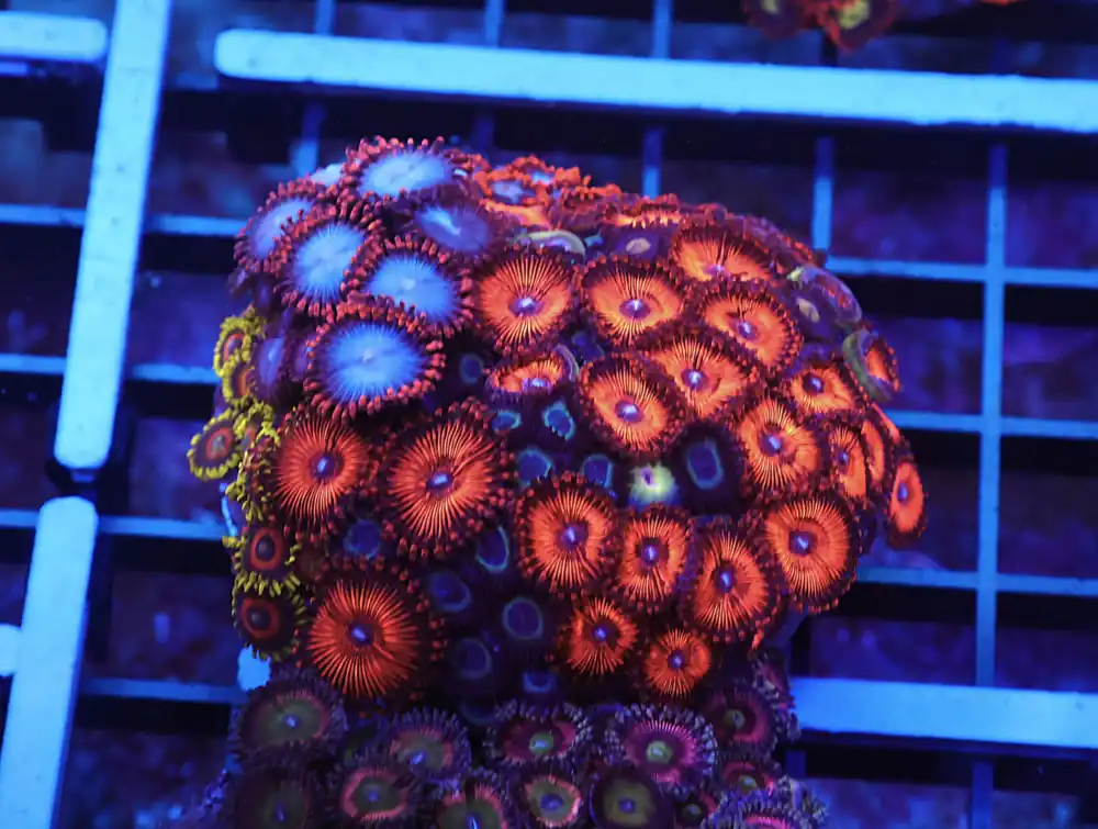 X132 – INDO ULTRA COMBO ZOA CULTURED - Saltwater