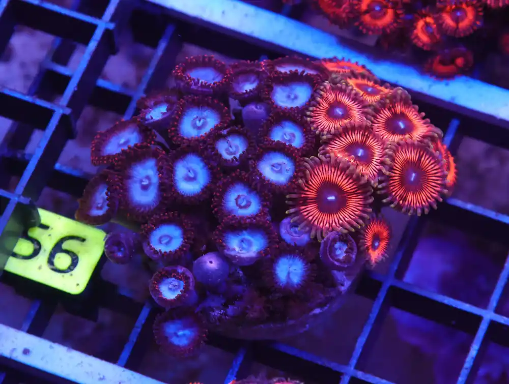 X56 – INDO ULTRA COMBO ZOA CULTURED - Saltwater