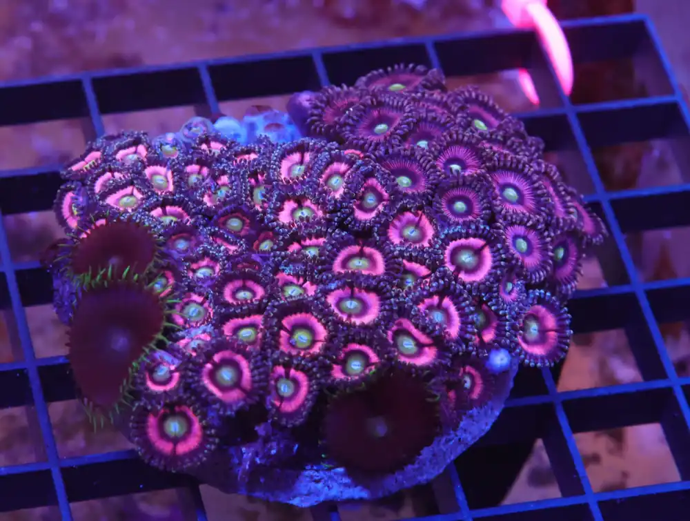 X70 – INDO PINK PASSION ZOA - Saltwater
