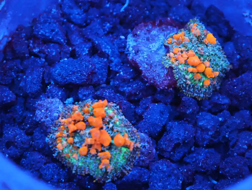 C140 – WWC SUNKIST BOUNCE RHODACTIS 2PK - Saltwater
