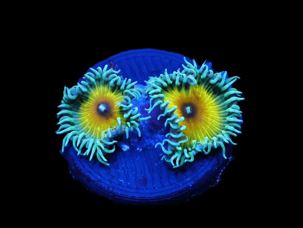 JF Captain Jerk Zoa; Cultured – Zoanthid sp - Corals