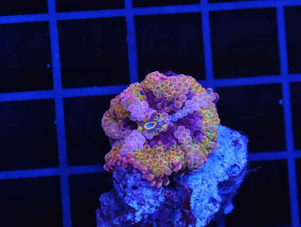 B51 -RAINBOW CONFETTI RICORDEA MUSHROOM