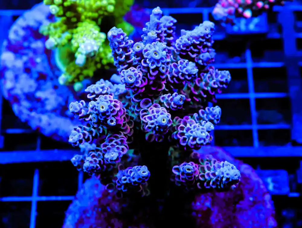 E33 – INDO ACRO ORANGE CRUSH MILLE CULTURED - Saltwater