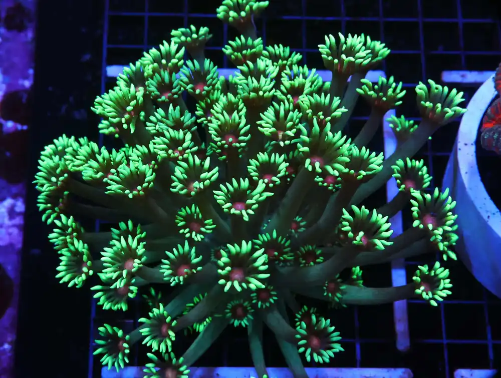 H61 – MYSTIC MOUNTAIN RICORDEA MUSHROOM - Saltwater
