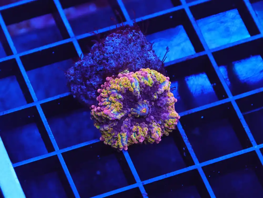 B40 -RAINBOW CONFETTI RICORDEA MUSHROOM