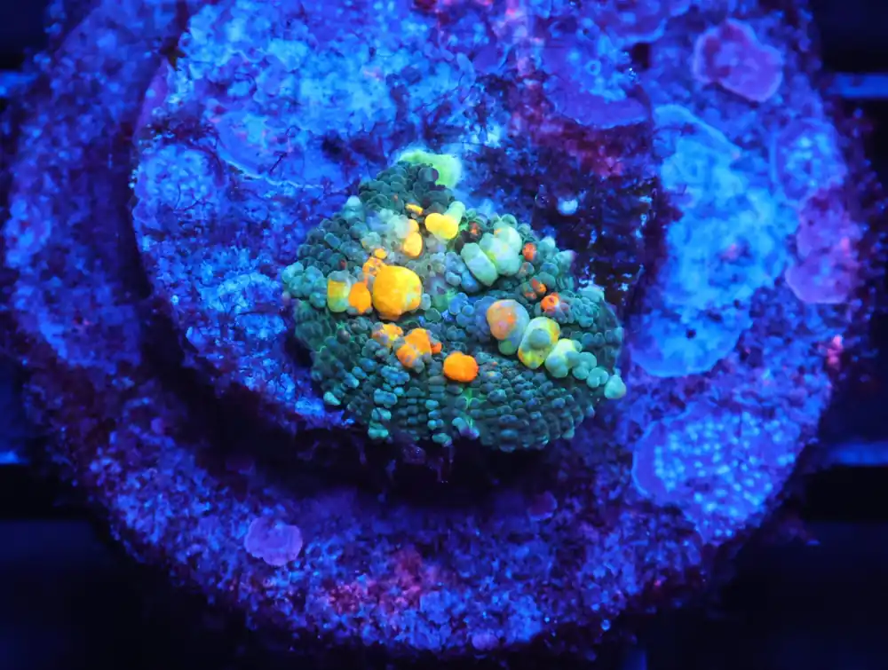 C18 – SDC OG BOUNCE MUSHROOM SMALL - Saltwater