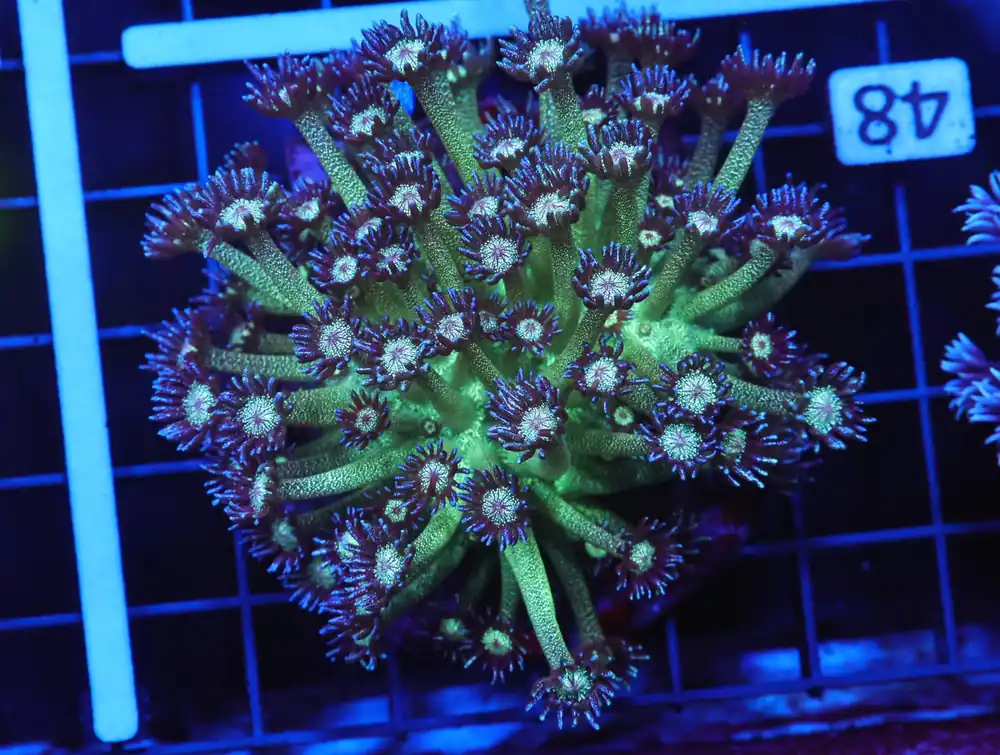 B48 -INDO GLITTER BOMB GONIOPORA