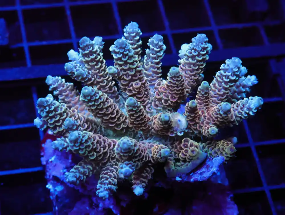 E119 – INDO ACRO PREMIUM MILLE CULTURED - Saltwater