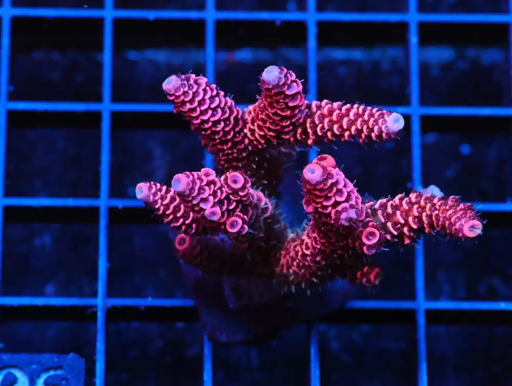 E106 – INDO ACRO PREMIUM TENUIS CULTURED - Saltwater