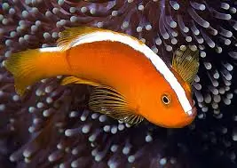 Orange Skunk Clownfish Amphiprion sandaracinos
