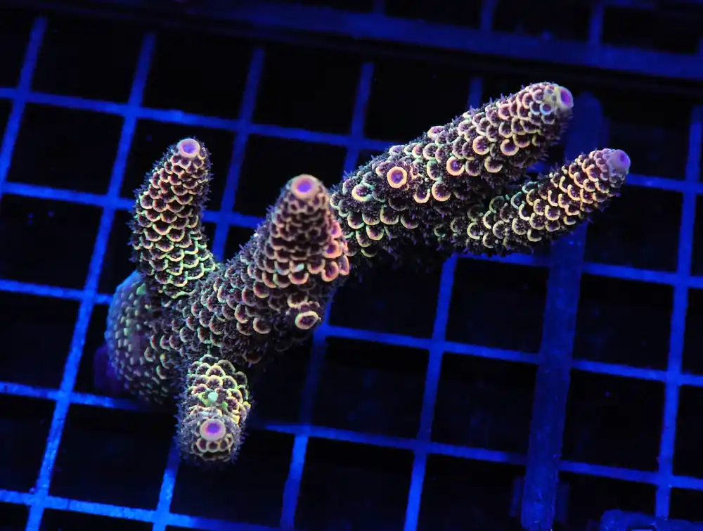 E66 – SDC ACRO PREMIUM DRAGONSCALE CULTURED - Saltwater