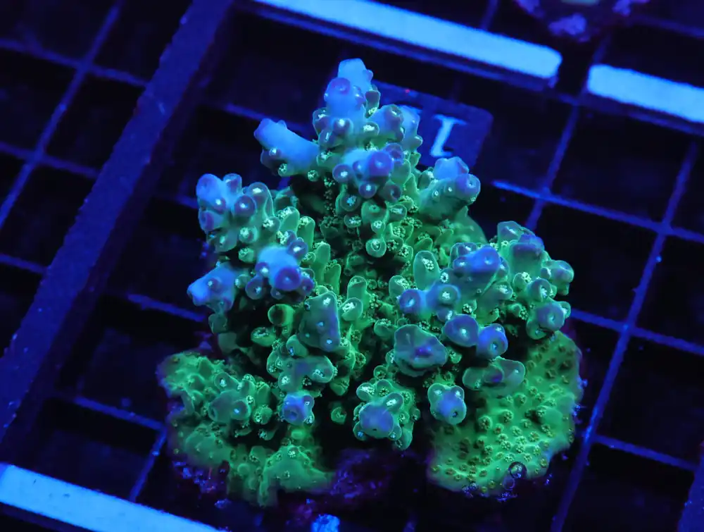 E134 – FIJI ACRO PREMIUM - Saltwater