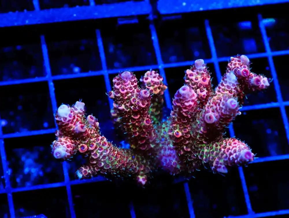 E13 – INDO ACRO YELLOW PREMIUM CULTURED - Saltwater