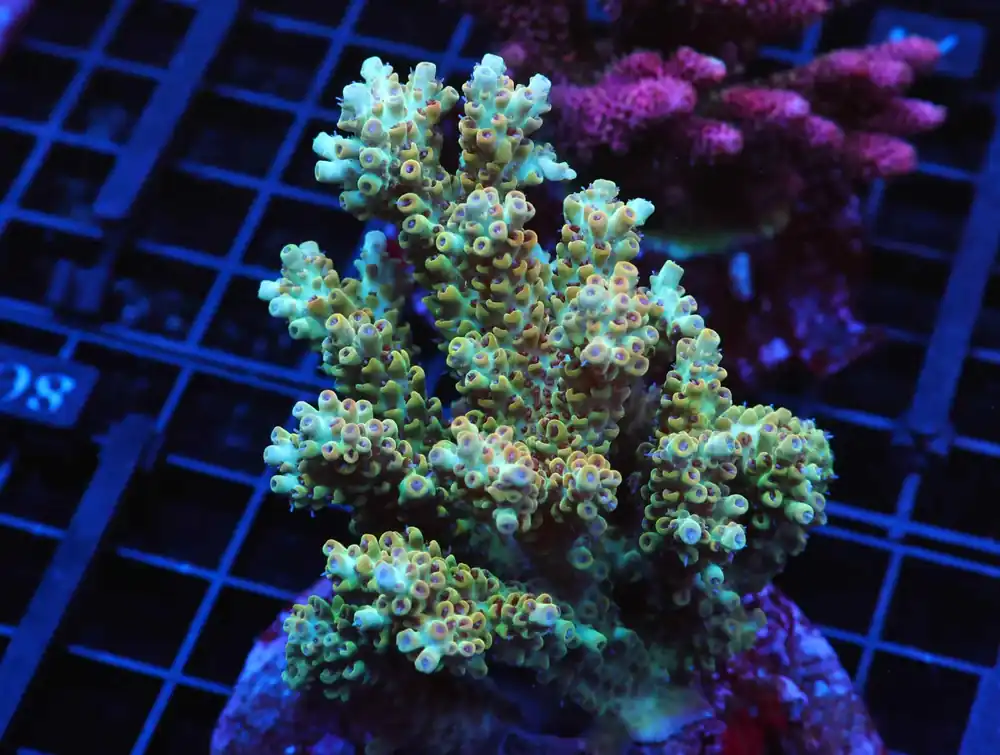 E79 – INDO ACRO YELLOW PREMIUM CULTURED - Saltwater