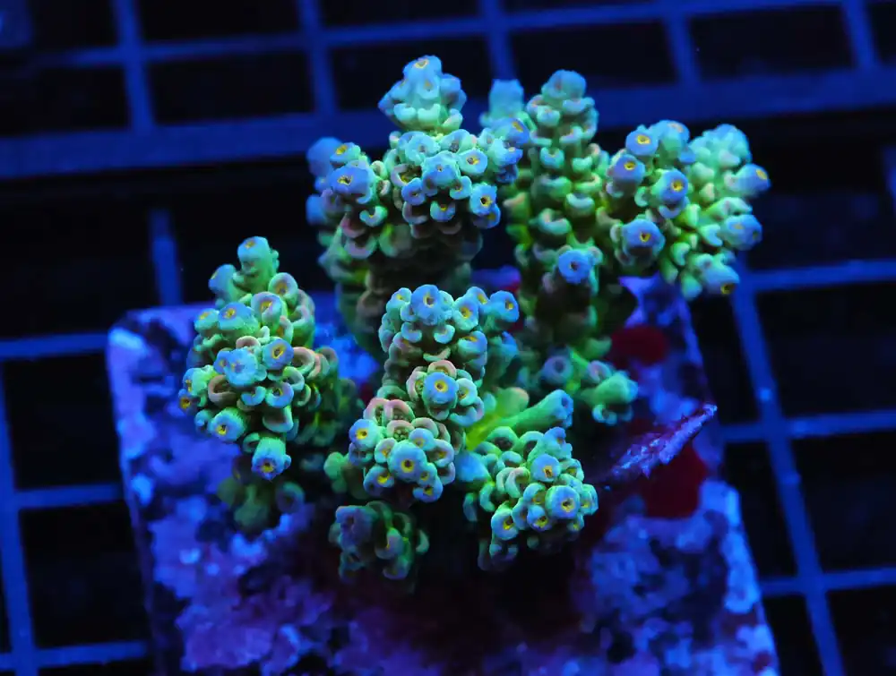 E69 – INDO ACRO PREMIUM TENUIS CULTURED - Saltwater