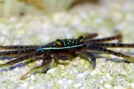 Sally Lightfoot Crab; Pac. - Percnon sp.