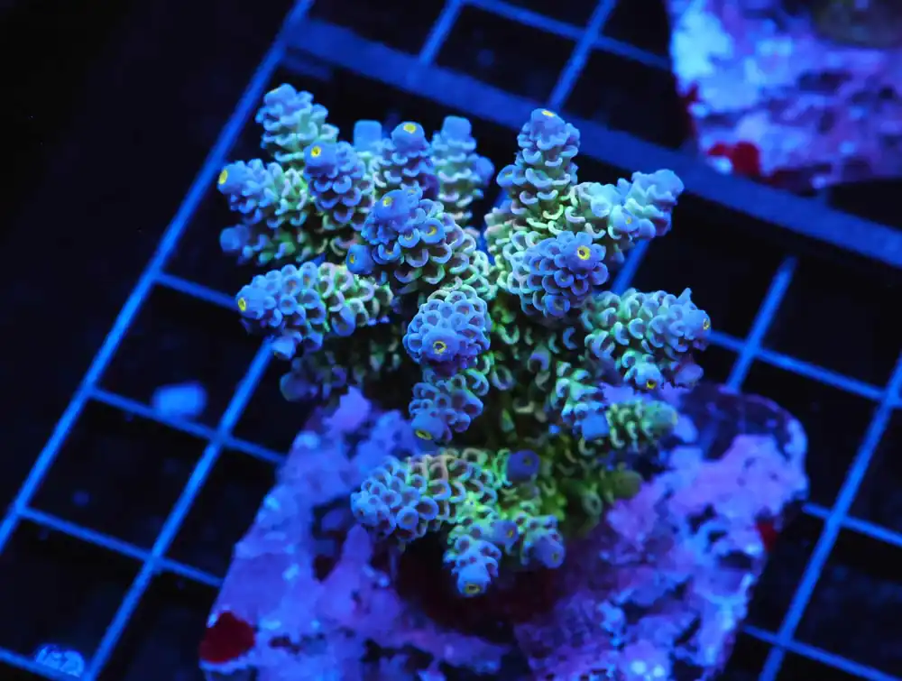 E85 – INDO ACRO PREMIUM TENUIS CULTURED - Saltwater